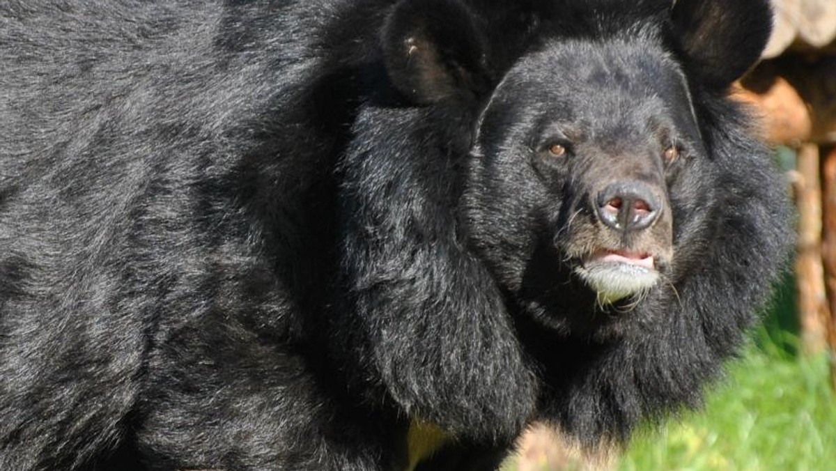 Toruńskie zoo poinformowało o śmierci jednego z jego najbardziej znanych zwierząt - niedźwiedzia himalajskiego noszącego imię Nufi. "Trudno nam pogodzić się z faktem, że już więcej go nie zobaczymy" - napisali w komunikacie jego opiekunowie.