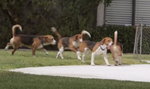 Psy z laboratorium po raz pierwszy wychodzą z klatki