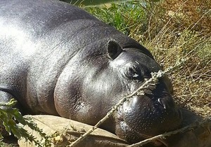 508069_patuljasti-nilski-konj03-foto-facebook