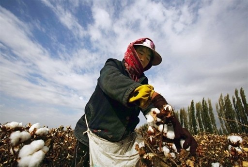 COTTON ECONOMY AGRICULTURE