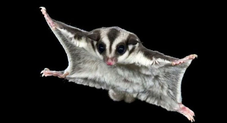 Animals you didn’t know could fly [X]