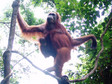 Galeria Indonezja - Orangutany z Sumatry, obrazek 2