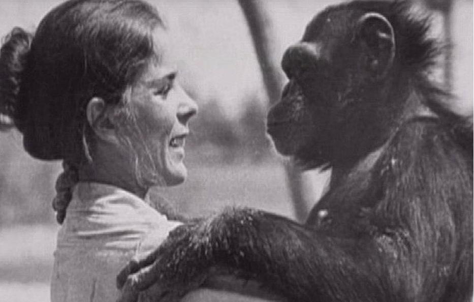 25 évvel ezelőtt megmentette a csimpánzt. Így reagált, amikor újra találkoztak!