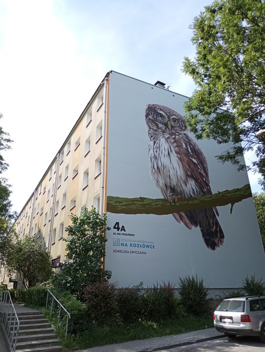 Mała sówka z Kozłówka. A może nie taka mała? Oto kolejny ptasi mural