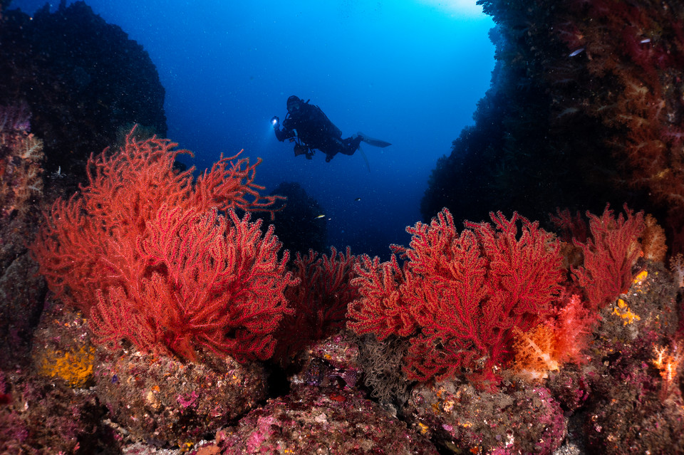 Zwycięzcy 8. Konkursu Fotografii Podwodnej Ocean Art 2019