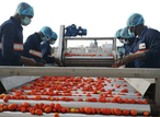 Tinubu inaugurates ₦20bn mega tomato processing plant in Kebbi