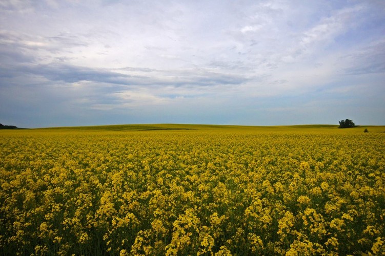 Łany kwitnącego rzepaku ciągną się po horyzont