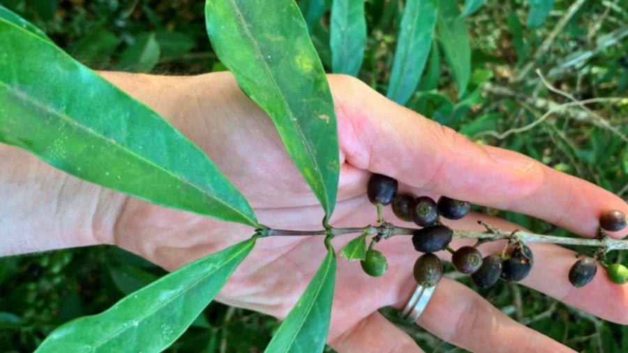 Coffea stenophylla