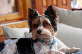 Ovo su TRI NAJPOPULARNIJE MALE RASE PASA u Srbiji: Poslednju preporučuju i veterinari, a posebno se dobro slažu sa decom