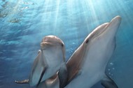 Dolphin Tale 2