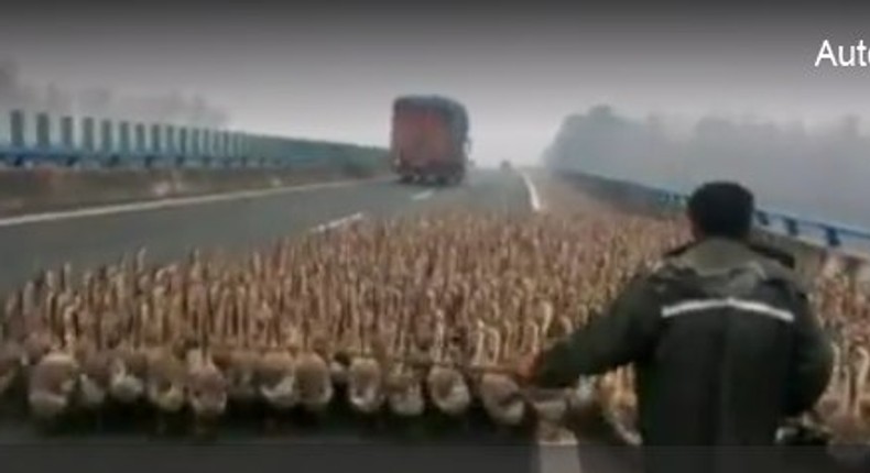 Geese blocking an expressway in China