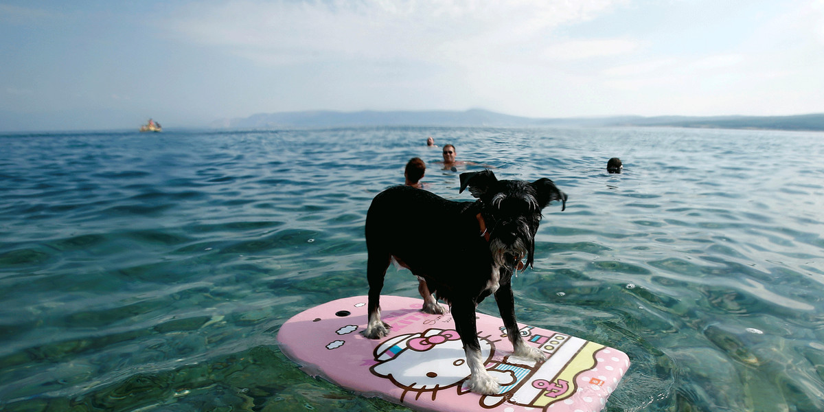 A dog on a swimming board at dog beach and bar in Crikvenica, Croatia.