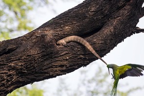 PARAKEET TAKES ON BIG LIZARD / PARAKEET TAKES ON BIG LIZARD /1367726