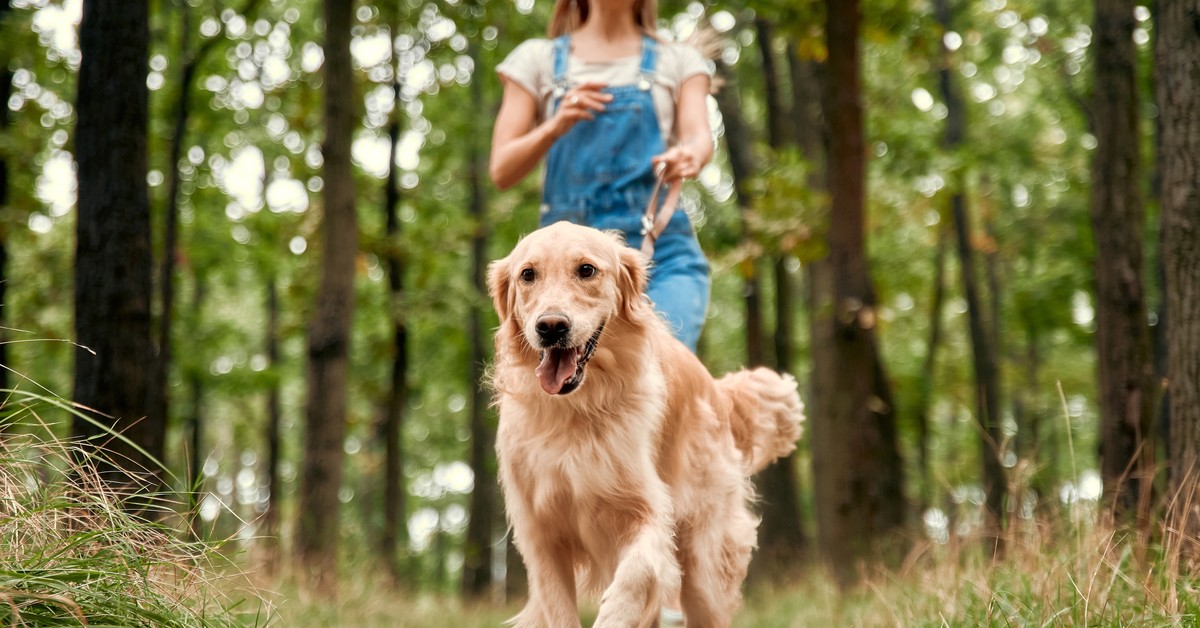 Obowiązkowe czipowanie psów w Polsce. Właściciele czworonogów sięgną do kieszeni