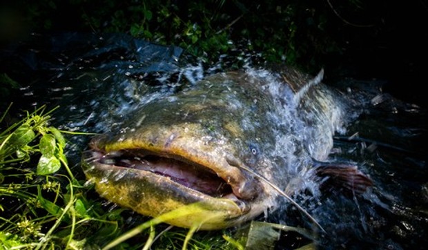 Ogroman som - ilustracija