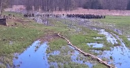 Drabiny, pałki i kamienie. Ponad 220 imigrantów szturmowało granicę polsko-białoruską [WIDEO]