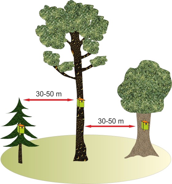 Minimalne zalecane odległości między budkami lęgowymi (rys. Rafał Śniegocki) Źródło: lasy.gov.pl