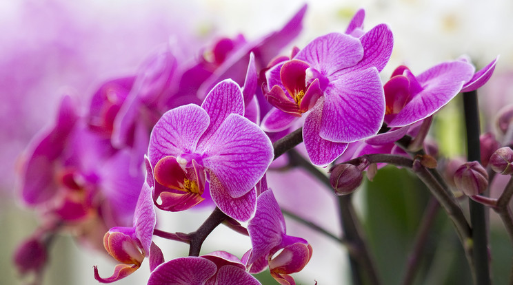 Orchideákat is örökbe lehet fogadni / Fotó: Northfoto