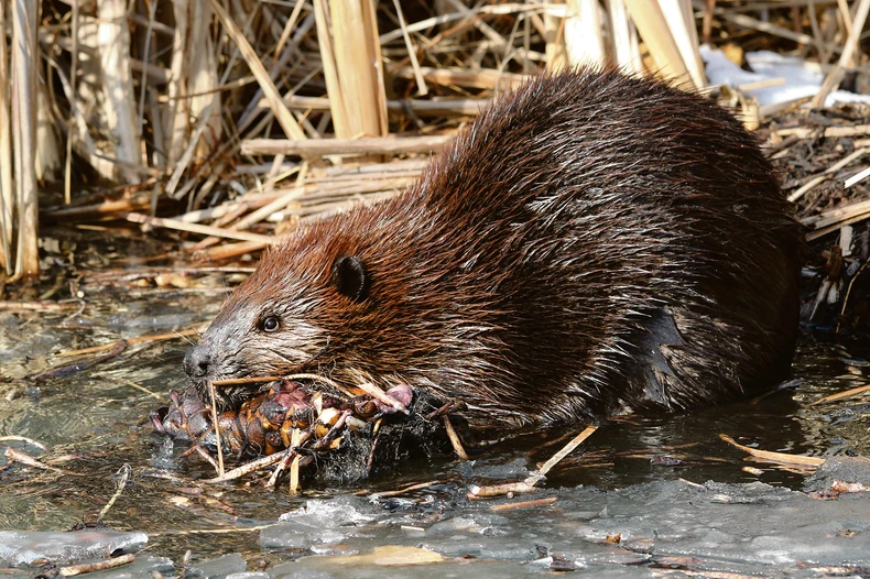 Dabar je nestao u Srbiji, ali su ga nastanili ponovo
