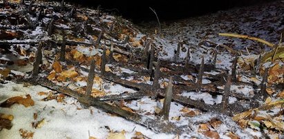 Zabójcze pułapki w podkarpackich lasach. Ktoś chce dokonać samosądu? Szokujące zdjęcia