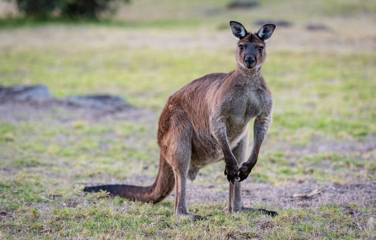 Tragedia w opolskim zoo. Nagła śmierć 11 kangurów