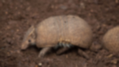 Wyjątkowe narodziny we wrocławskim zoo. Maluch dopiero od paru dni pokazuje się opiekunom