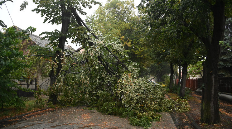 Viharban kidőlt fa a XIX. kerületi Kisfaludy utcában 2022. szeptember 15-én. / Fotó: MTI/Mihádák Zoltán