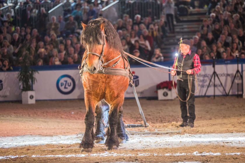 W Poznaniu odbyła się Cavaliada