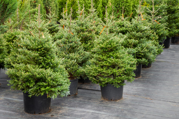 Sprzedawcy posiadający w ofercie świąteczne choinki (najczęściej są to świerki, jodły i inne drzewka iglaste) muszą posiadać dowód legalności pochodzenia drzewek