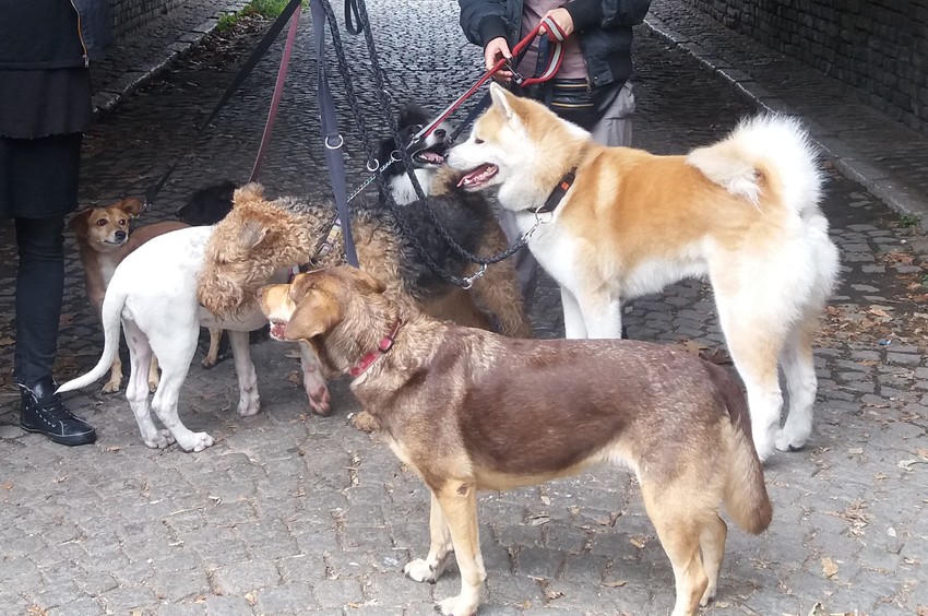 Akita Kin sa drugarima