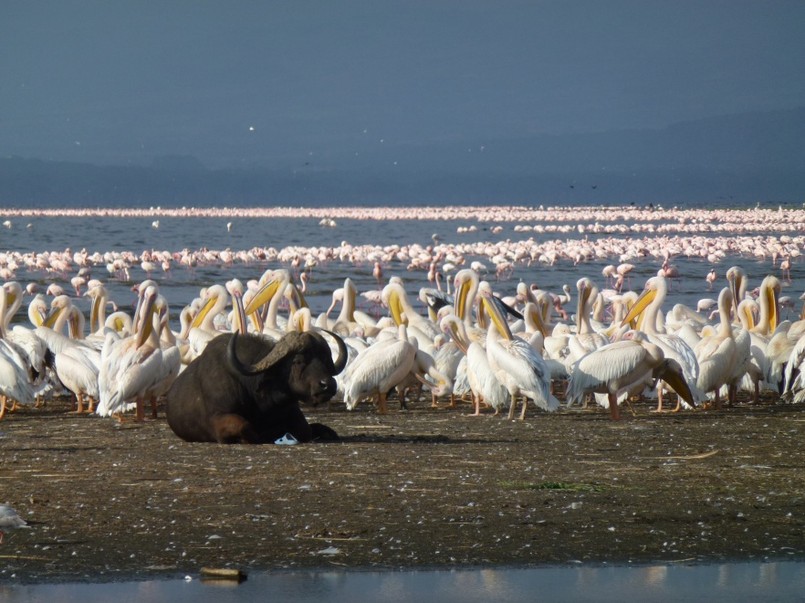 Kenia - kraj, w którym się zakochasz!