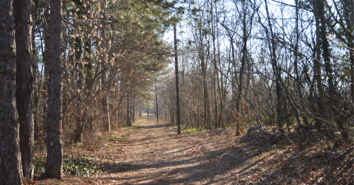 Sadź drzewa, zgarnij kasę! Masz czas tylko do końca lipca.