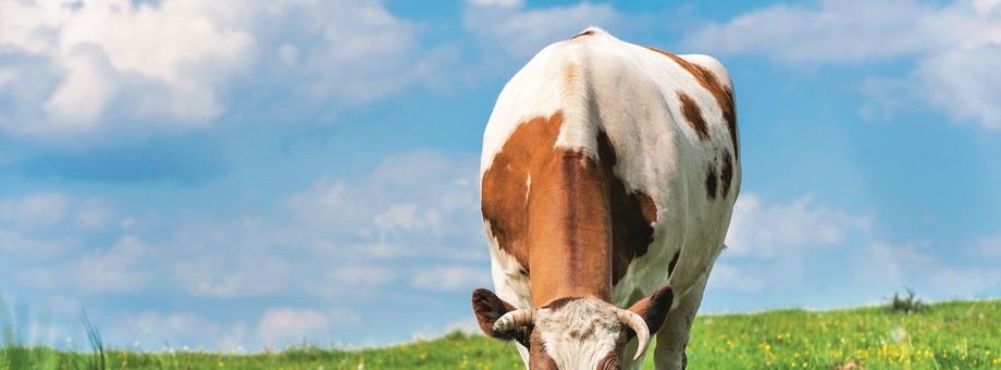 Zwykło się mawiać, że Podlasie mlekiem stoi, a może dokładniej – mlekiem płynie. Produkty z Wysokiego Mazowieckiego, Grajewa czy Piątnicy można znaleźć na półkach sklepowych w całej Polsce, a także za granicą.