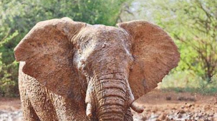 Sáros fotó: önfeledten dagonyázott az elefánt