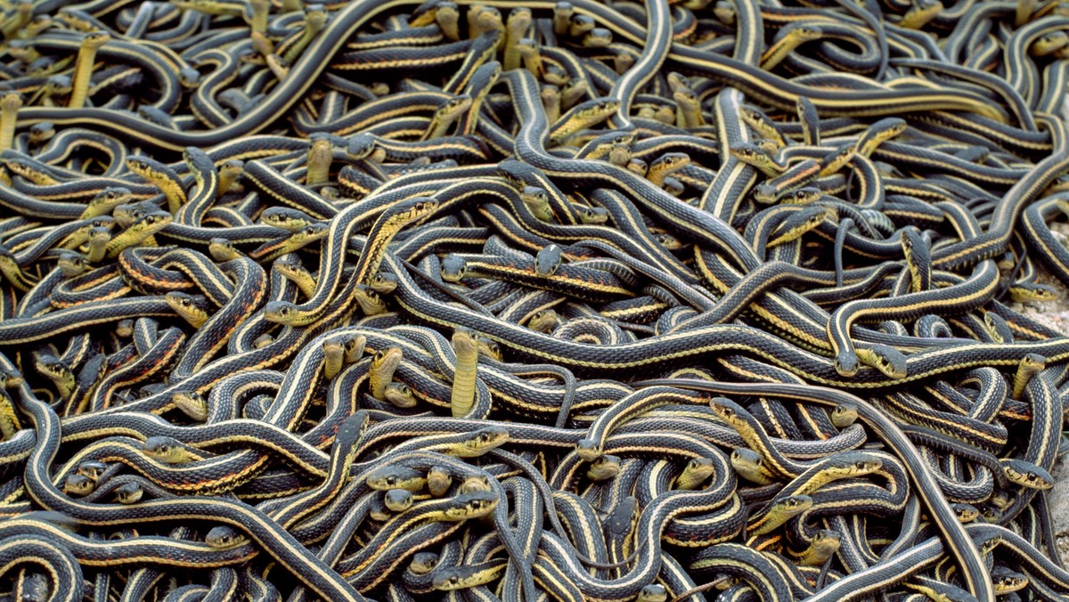 Narcisse Snake Dens, Manitoba, Canada. Red-sided garter snakes in mating balls.