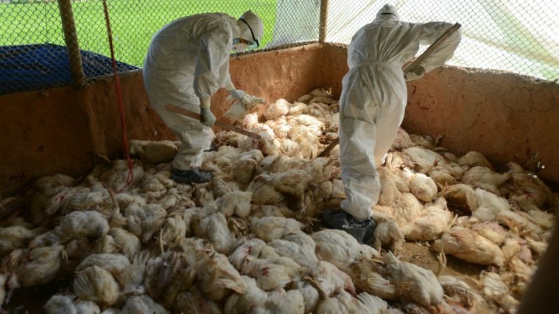 Wirus H5N8 jest niegroźny dla człowieka, ale dla drobiu jest wręcz zabójczy