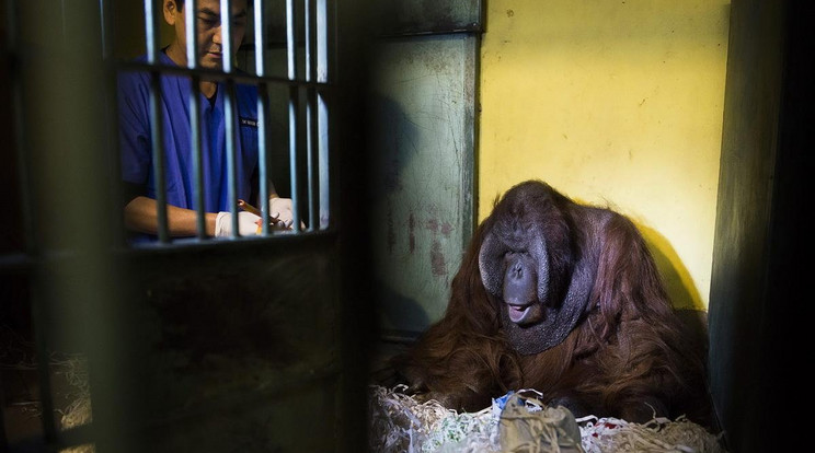 Párizsba kerül a Nyíregyházi Állatpark orangutánja