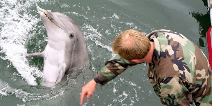 Opiekun ssaków morskich US Navy z delfinem podczas ćwiczeń z zakresu bezpieczeństwa portowego w maju 2005 r.
