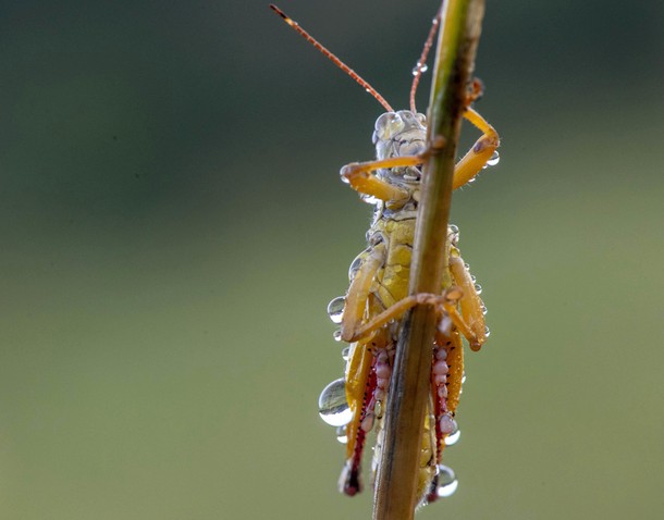 Dewy Morning