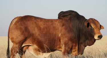 This animal was sold for almost ₦700 million - Here's why