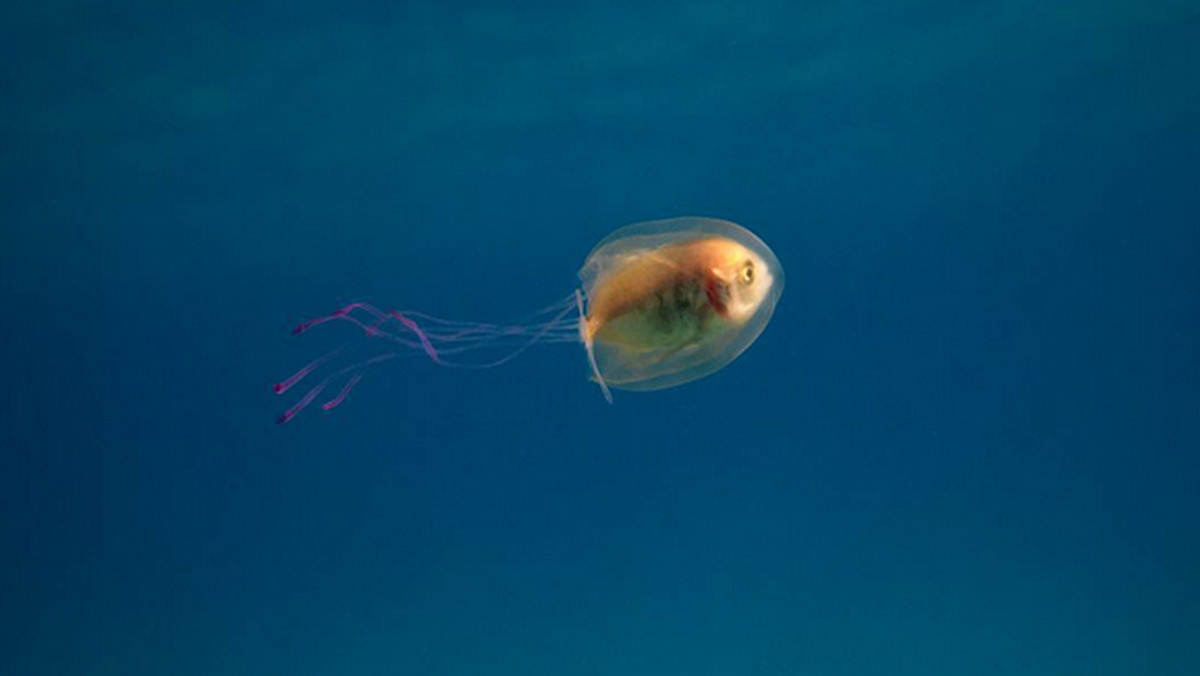 Niezwykła fotografia została zrobiona nad Zatoką Byrona na wschodzie Australii. Podwodny fotograf, Tim Samuel, fotografował tutejszą rafę koralową, lecz nagle zobaczył małą rybę, która znajdowała się w ciele meduzy.