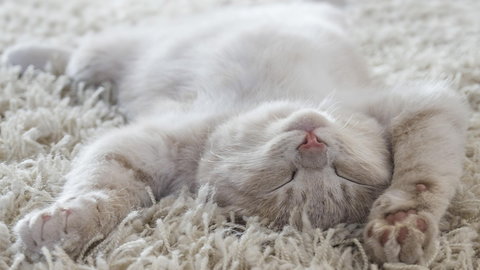 Dlaczego kot śpi cały dzień? Nie, nie jest leniwy