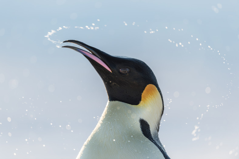 "Marsz pingwinów 2: Przygoda na krańcu świata": kadr z filmu