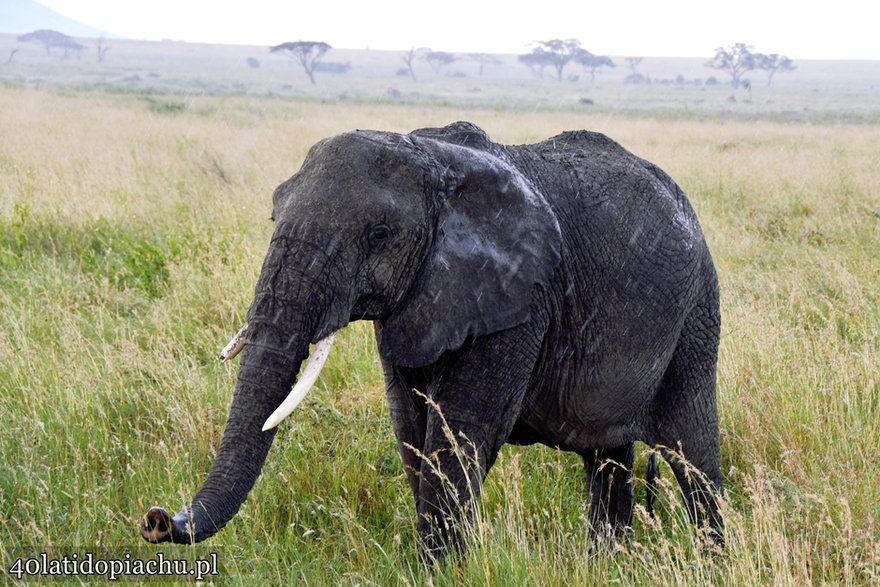 Park Narodowy Serengeti, Tanzania 2021