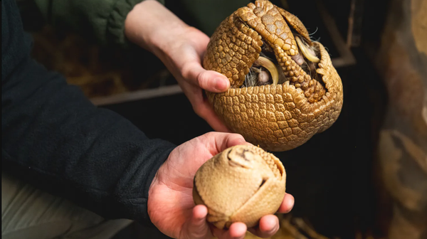 Młoda samiczka i mama. Obecnie nierozłączne