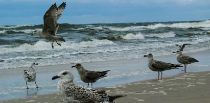 Niemcy planują wielką akcję na Bałtyku już wiosną. Spore zagrożenie również dla Polski