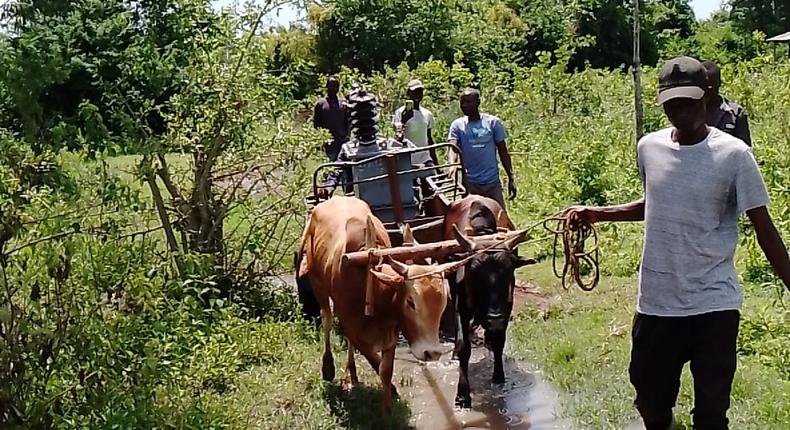 Kenya Power explains viral video of cows ferrying transformer 