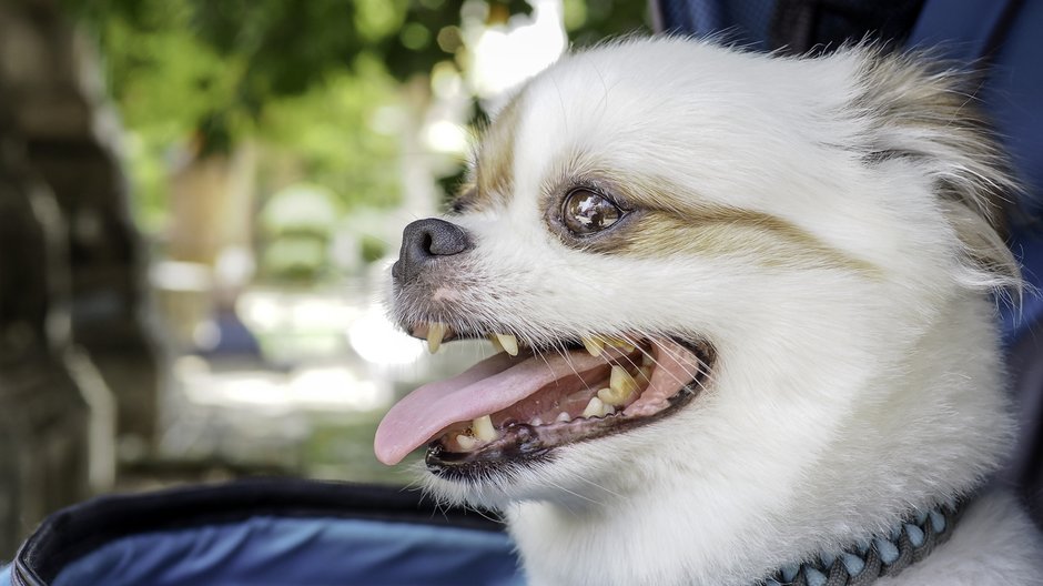 Pomeranian — zdjęcie ilustracyjne