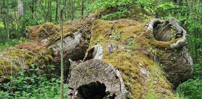 Trzyletnia Haidi okrutnie zamordowana i porzucona w lesie. Są podejrzani