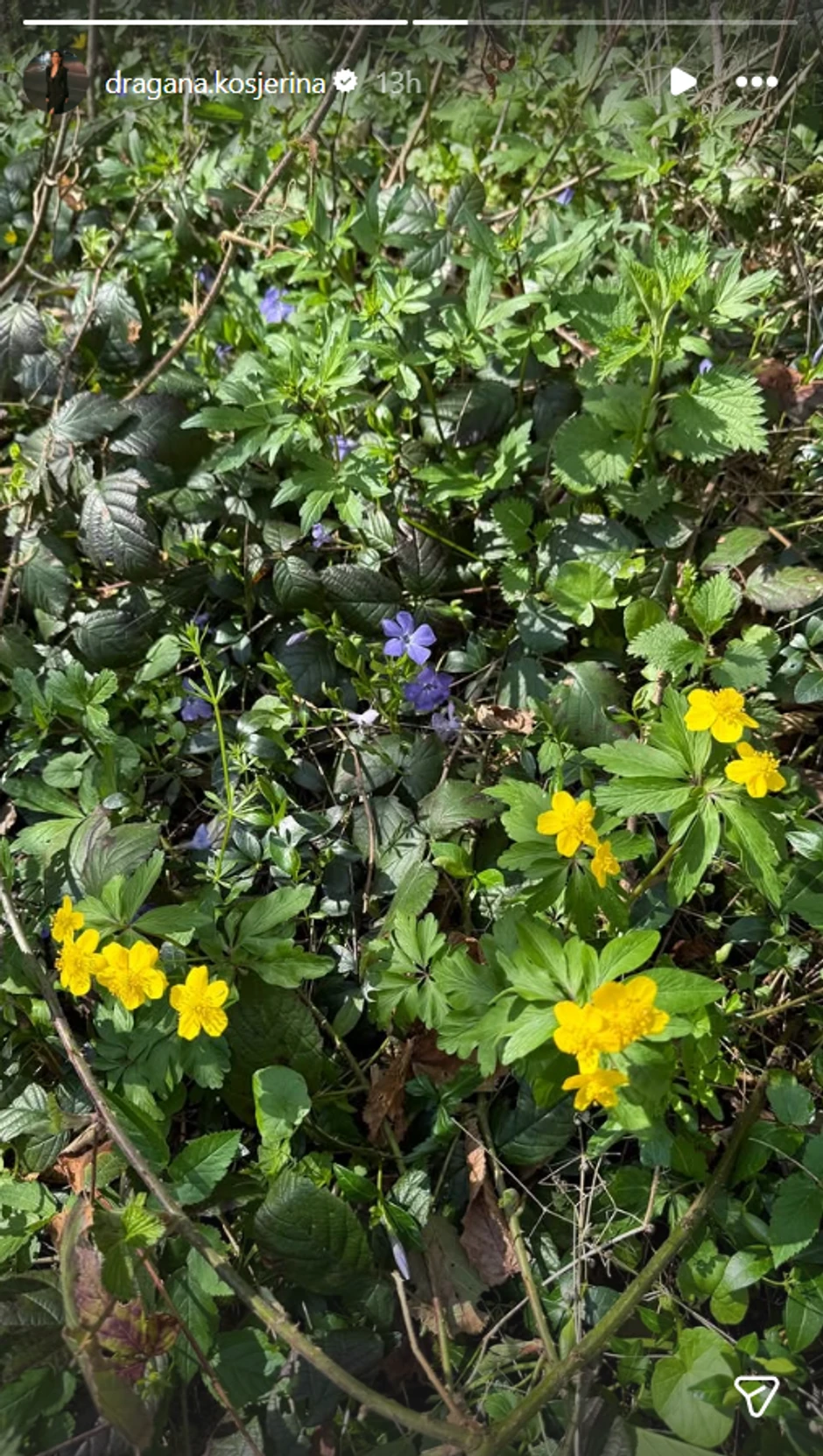 Dragana Kosjerina, objava